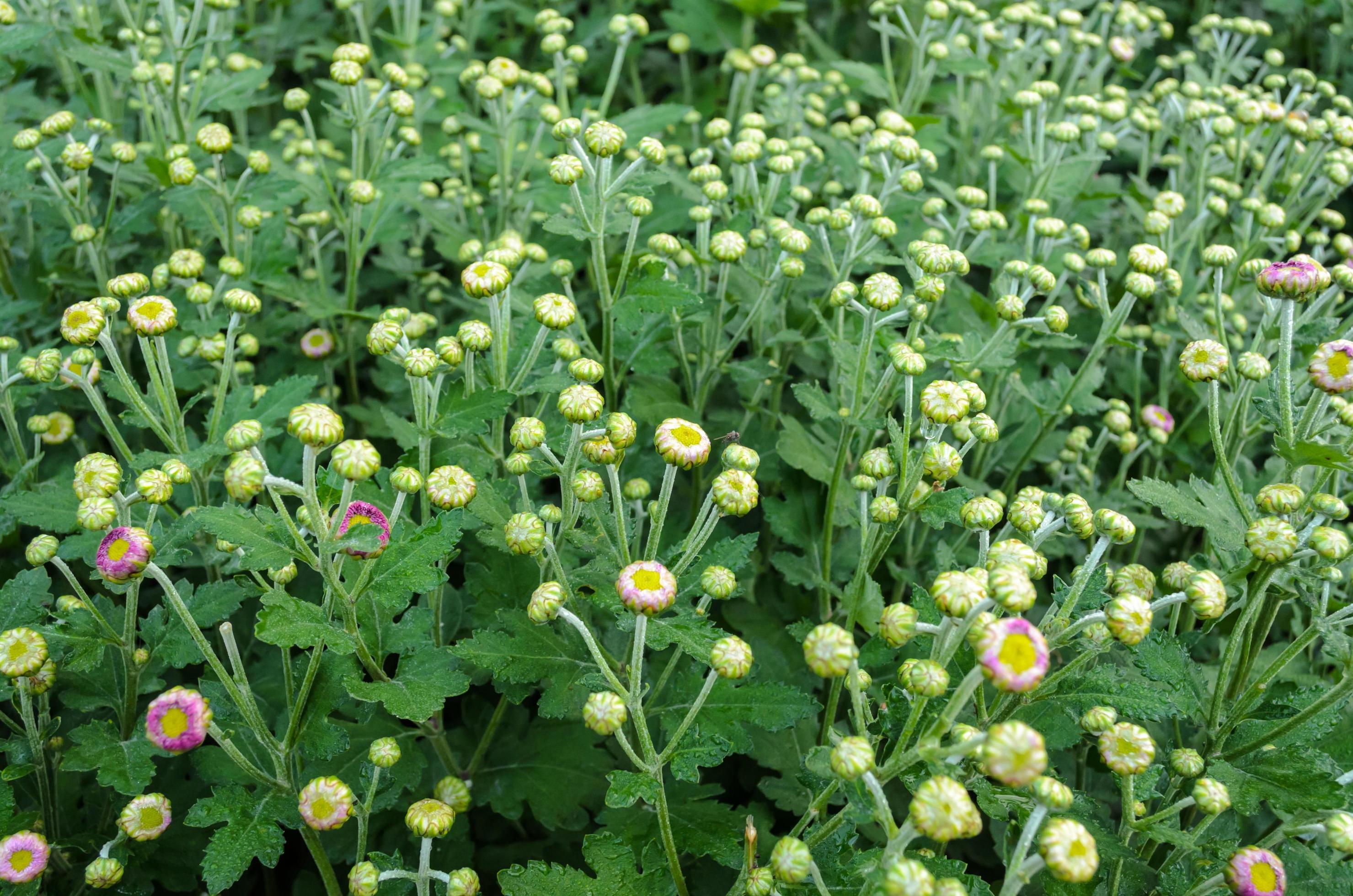 Flowers bud of Magenta chrysanthemum Stock Free