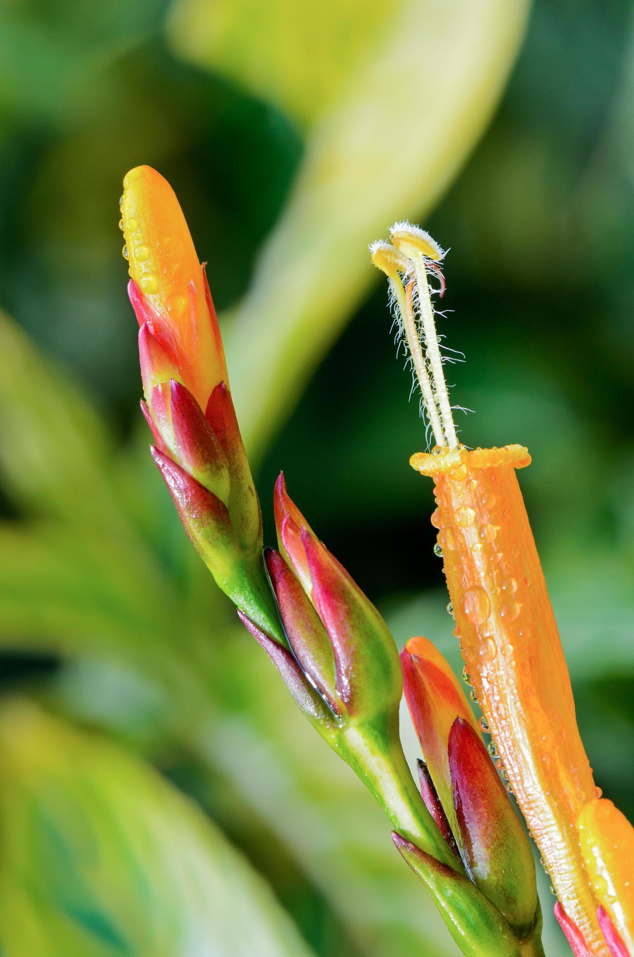 Flowers of Sanchezia Stock Free