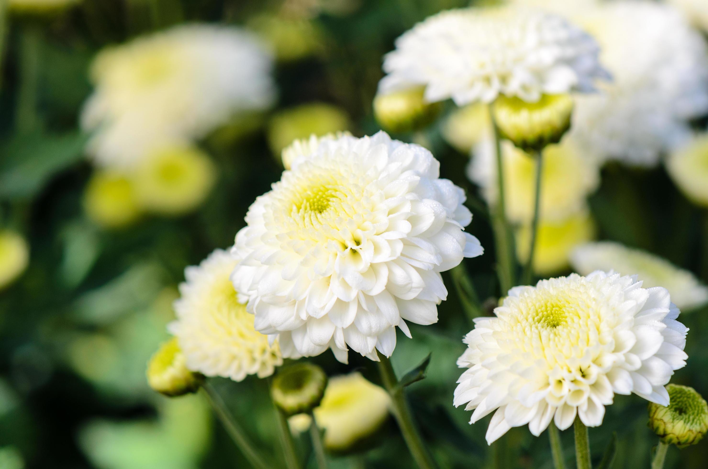 White Chrysanthemum Morifolium flowers in garden Stock Free