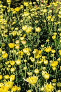 buds-of-yellow-chrysanthemum-morifolium-flowers-in-the-garden-free-photo