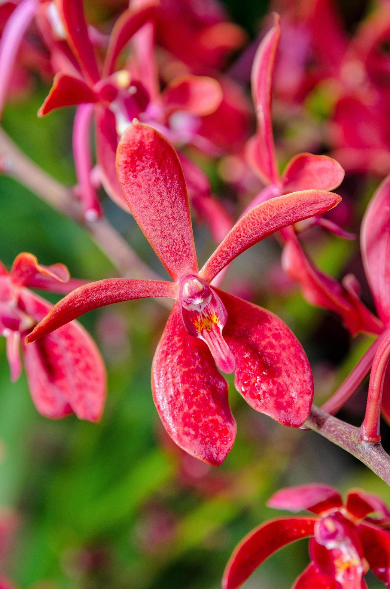 Close-up red orchid flowers Stock Free