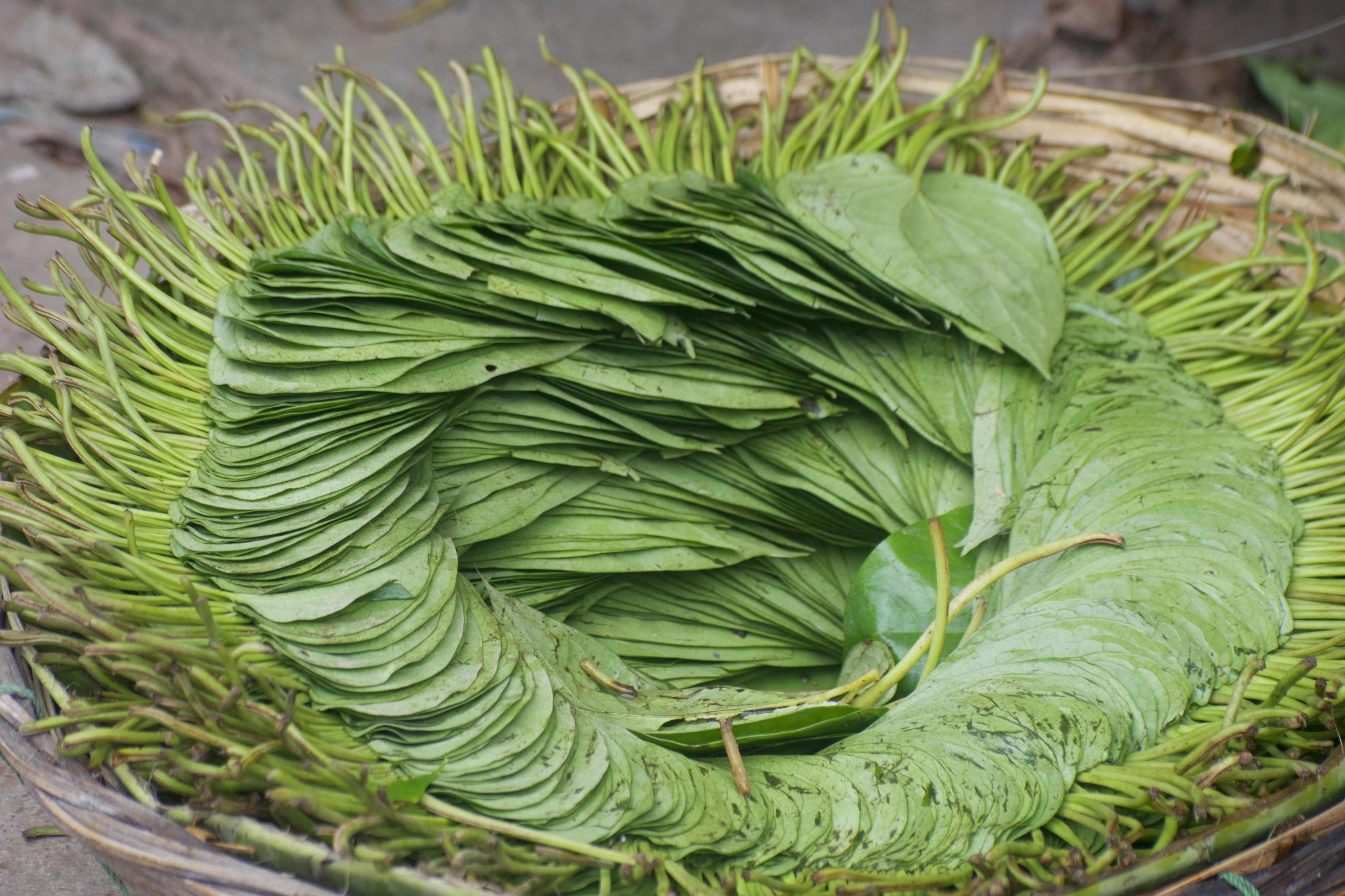 Betel leaf. Piper betle. It is a vine of the family Piperaceae, which includes pepper and kava. Stock Free