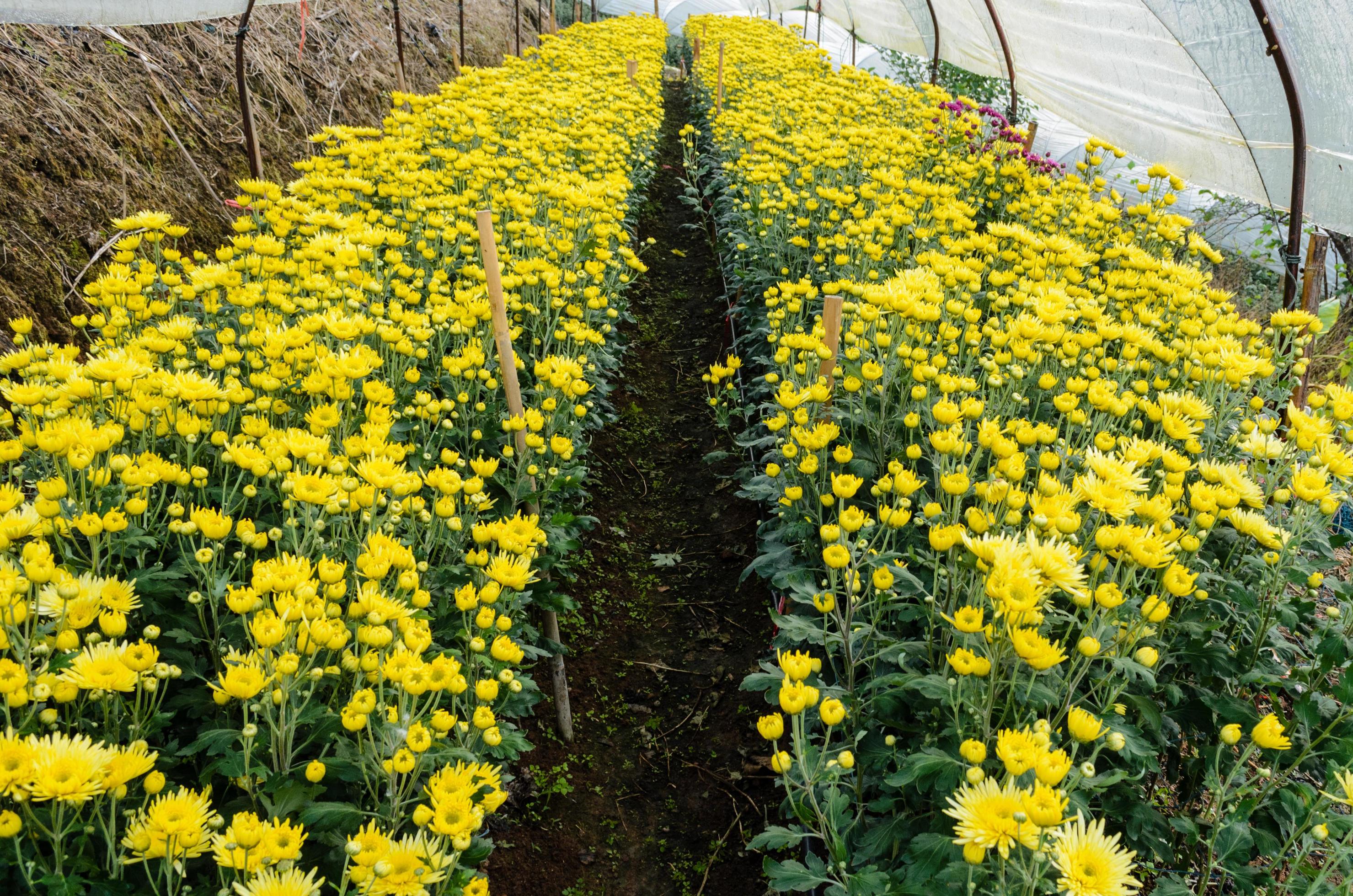 Inside greenhouse of yellow Chrysanthemum flowers farms Stock Free