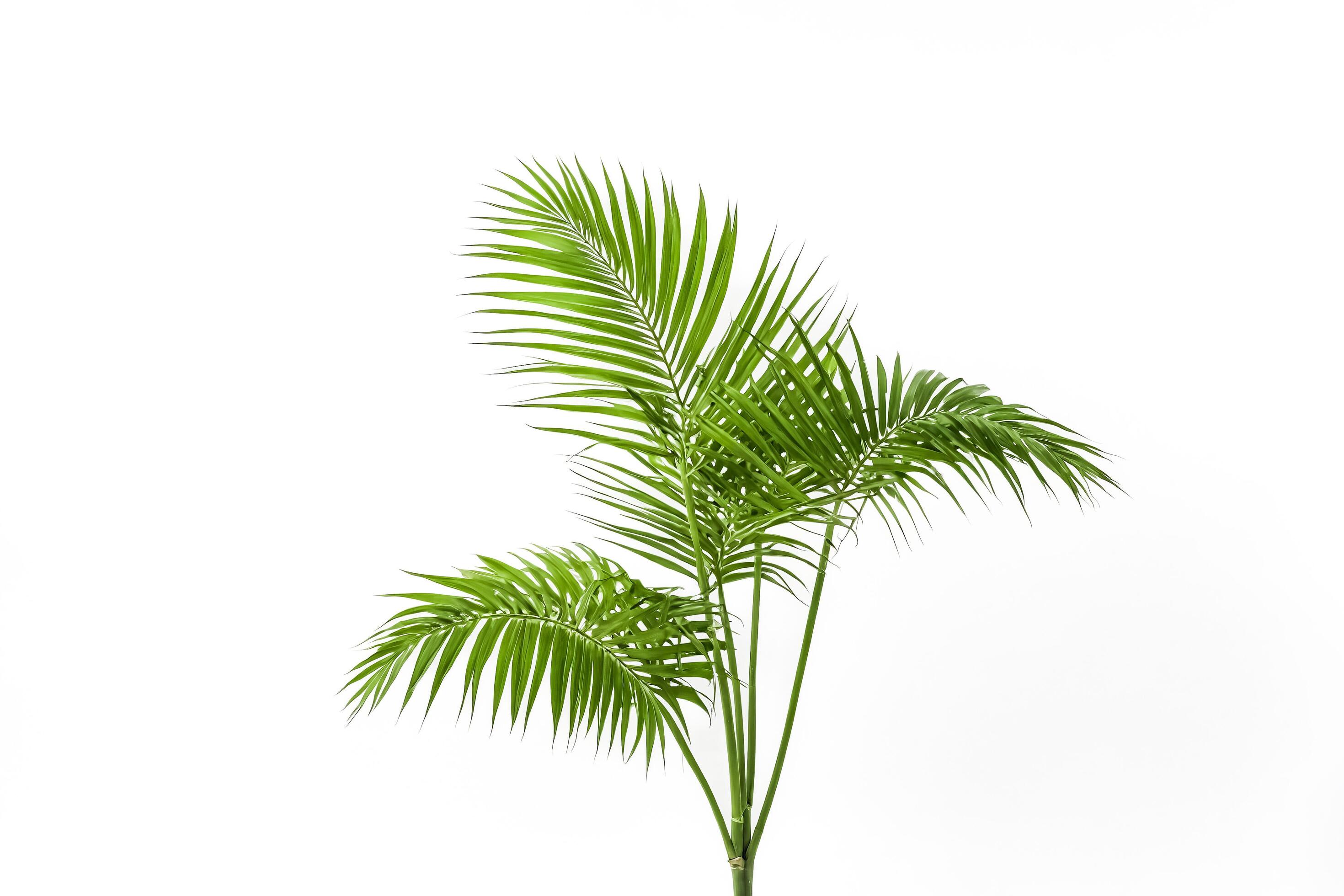 Green Palm Leaves on White Background Stock Free