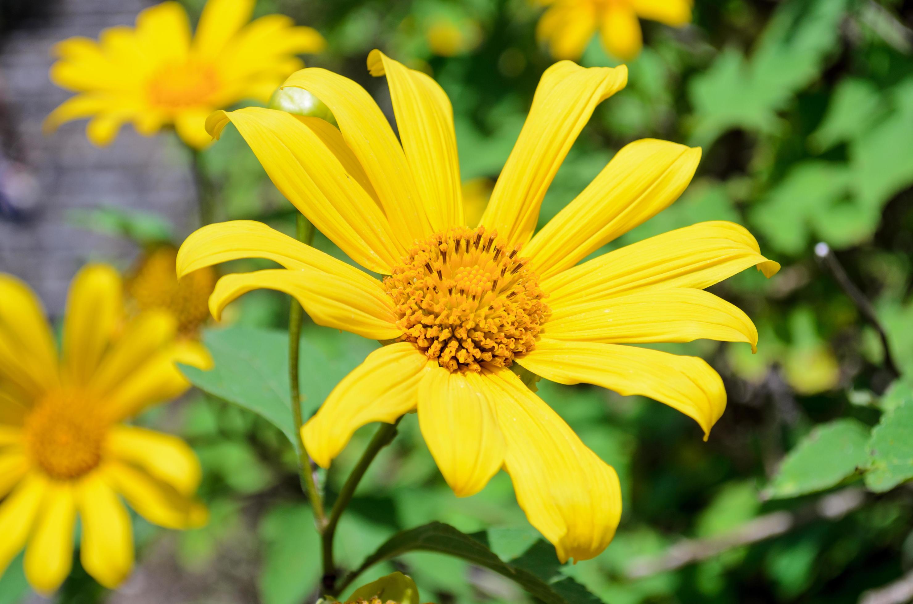 Mexican Sunflower Weed, Flowers are bright yellow Stock Free