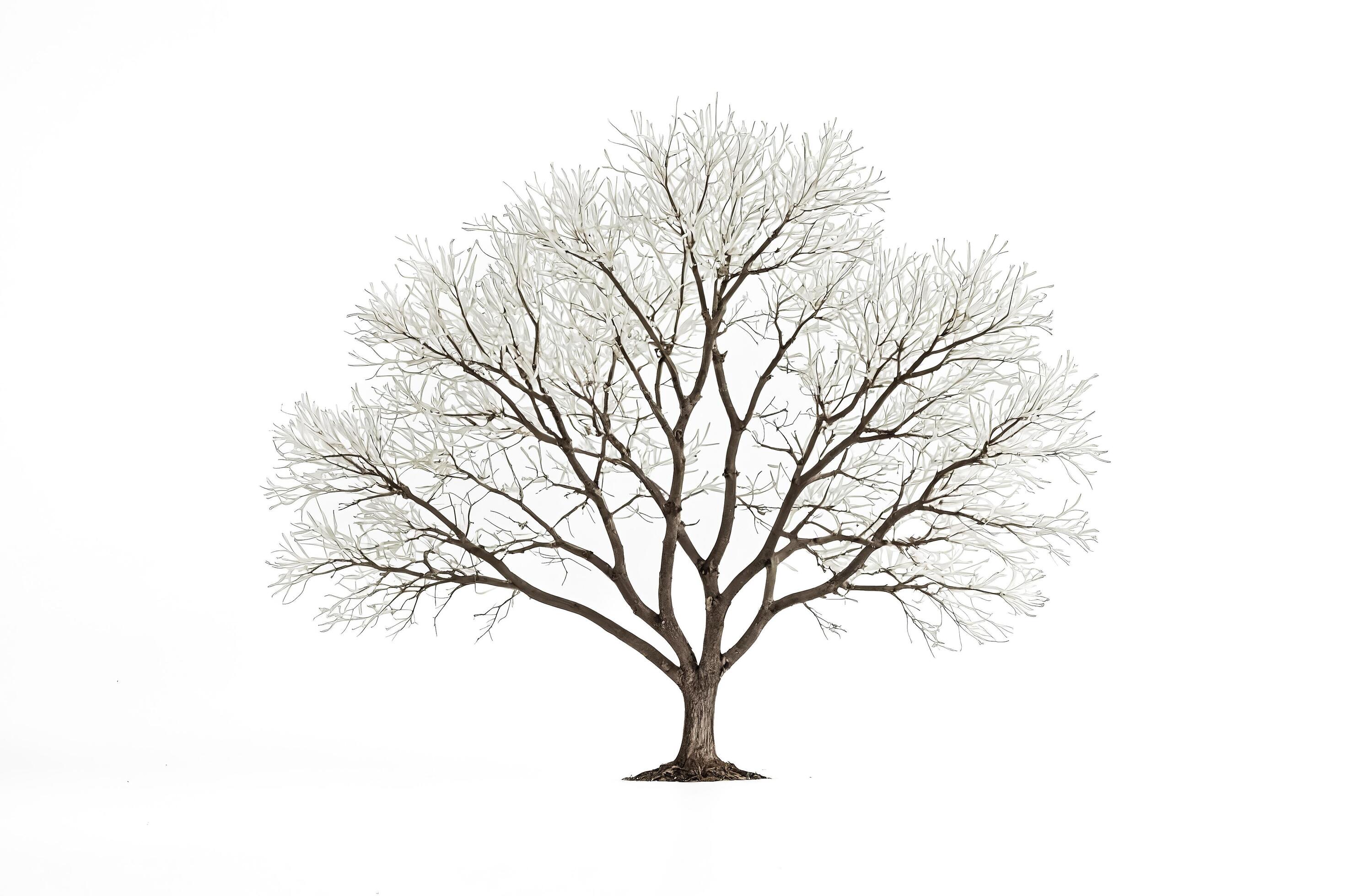 Isolated Bare Tree on White Background Stock Free