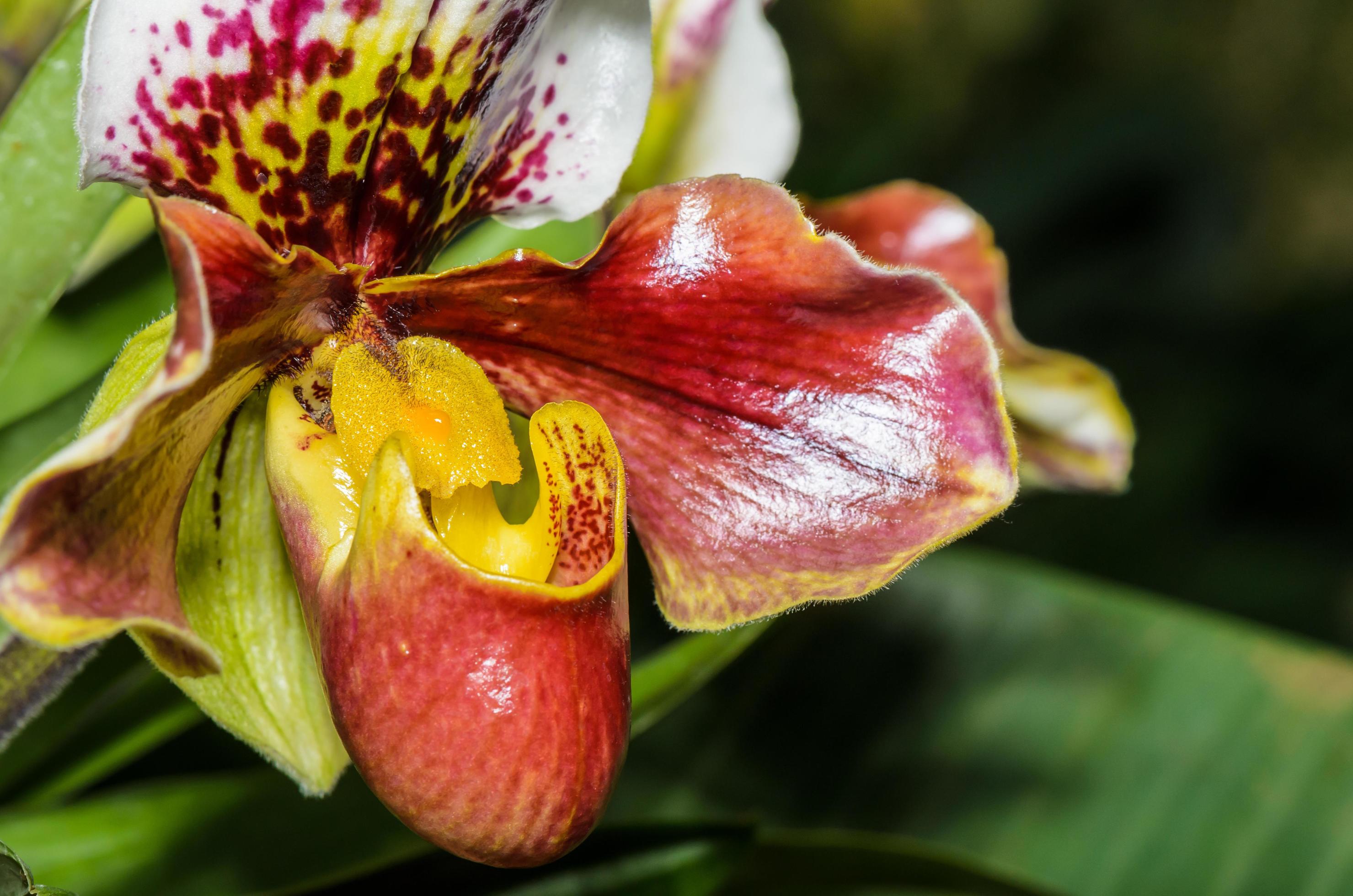 Slipper Orchid, Paphiopedilum Exotic flowers Stock Free