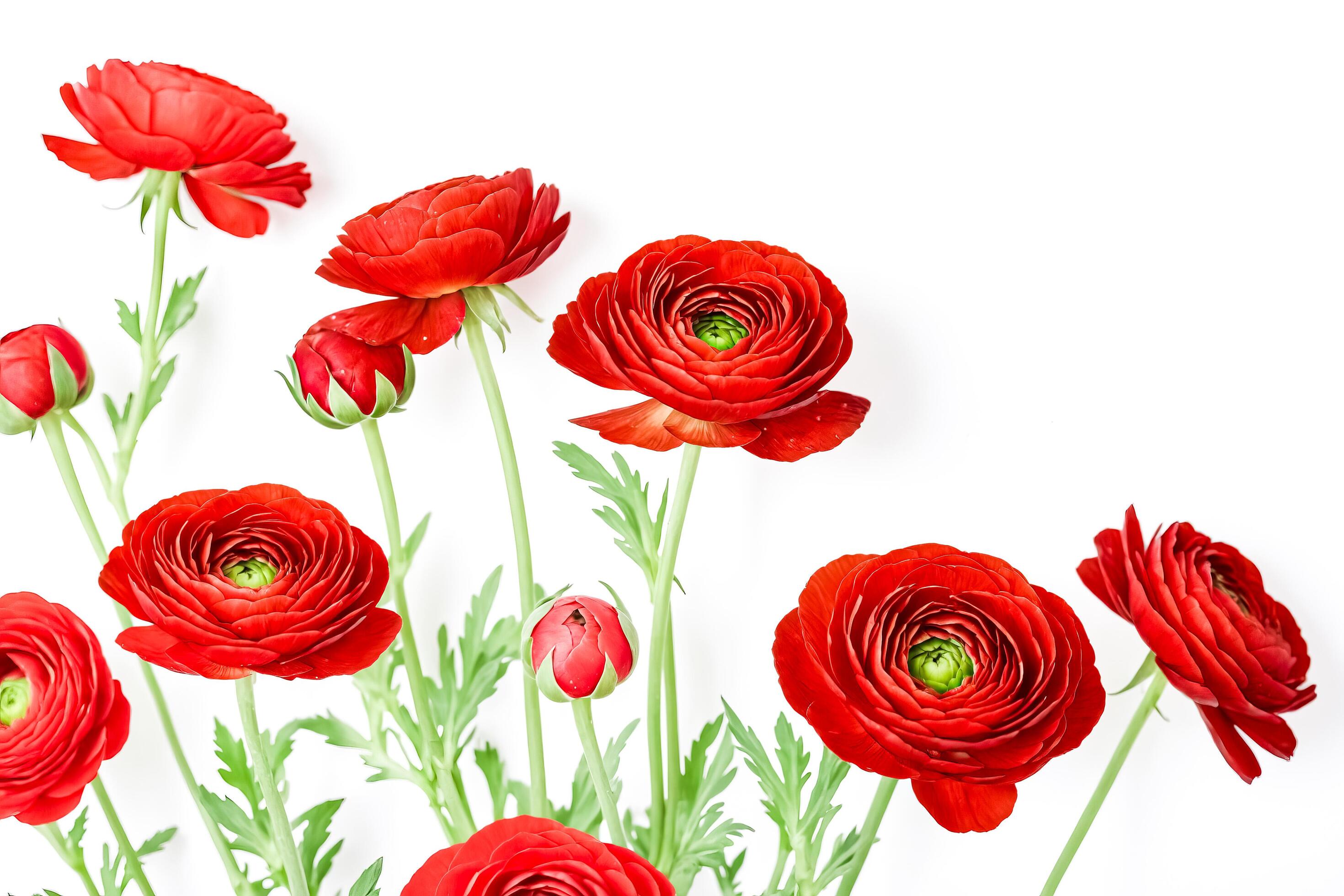 Red Ranunculus Flowers with Green Stems on White Background Stock Free