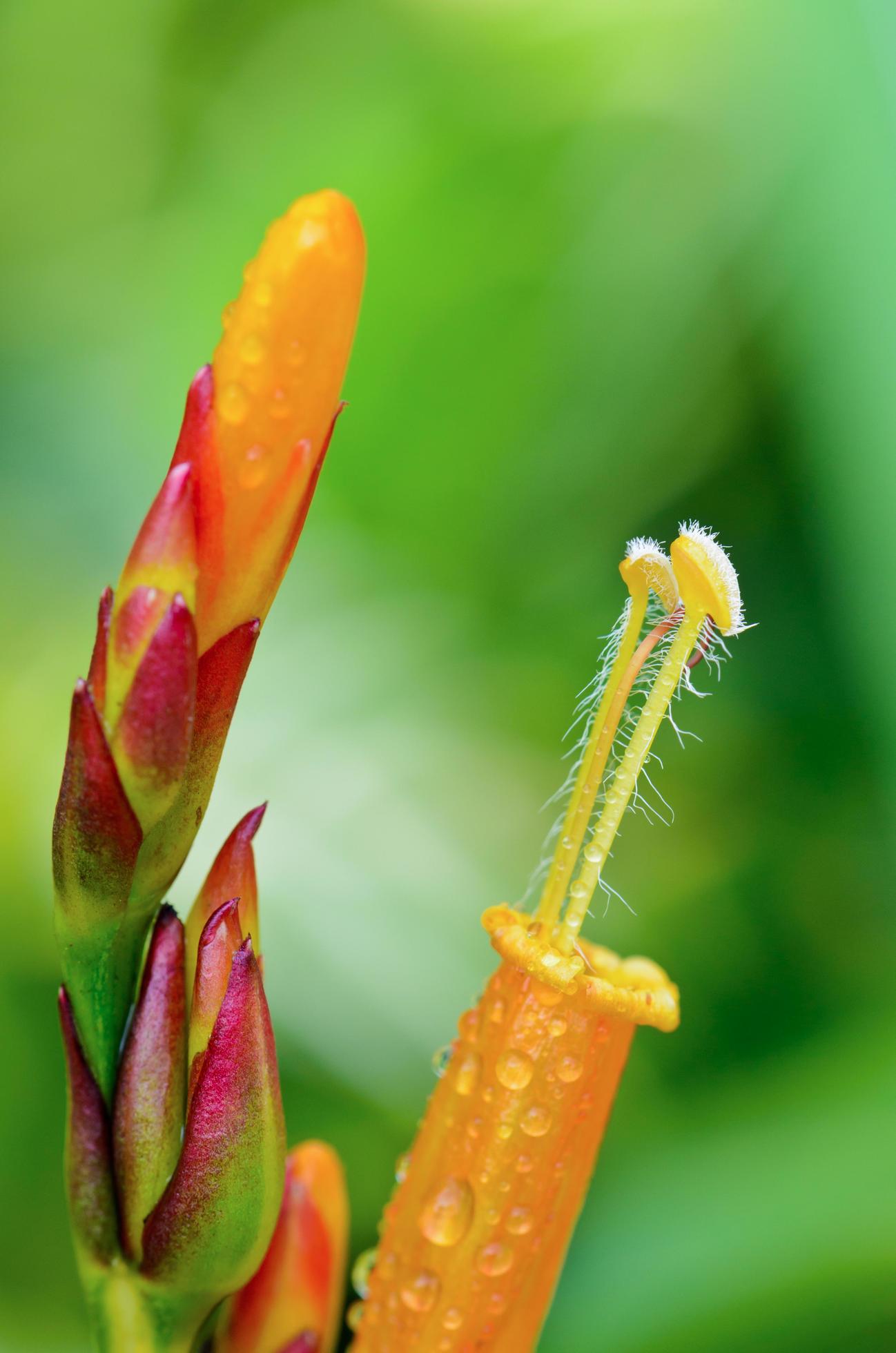 Flowers of Sanchezia Stock Free