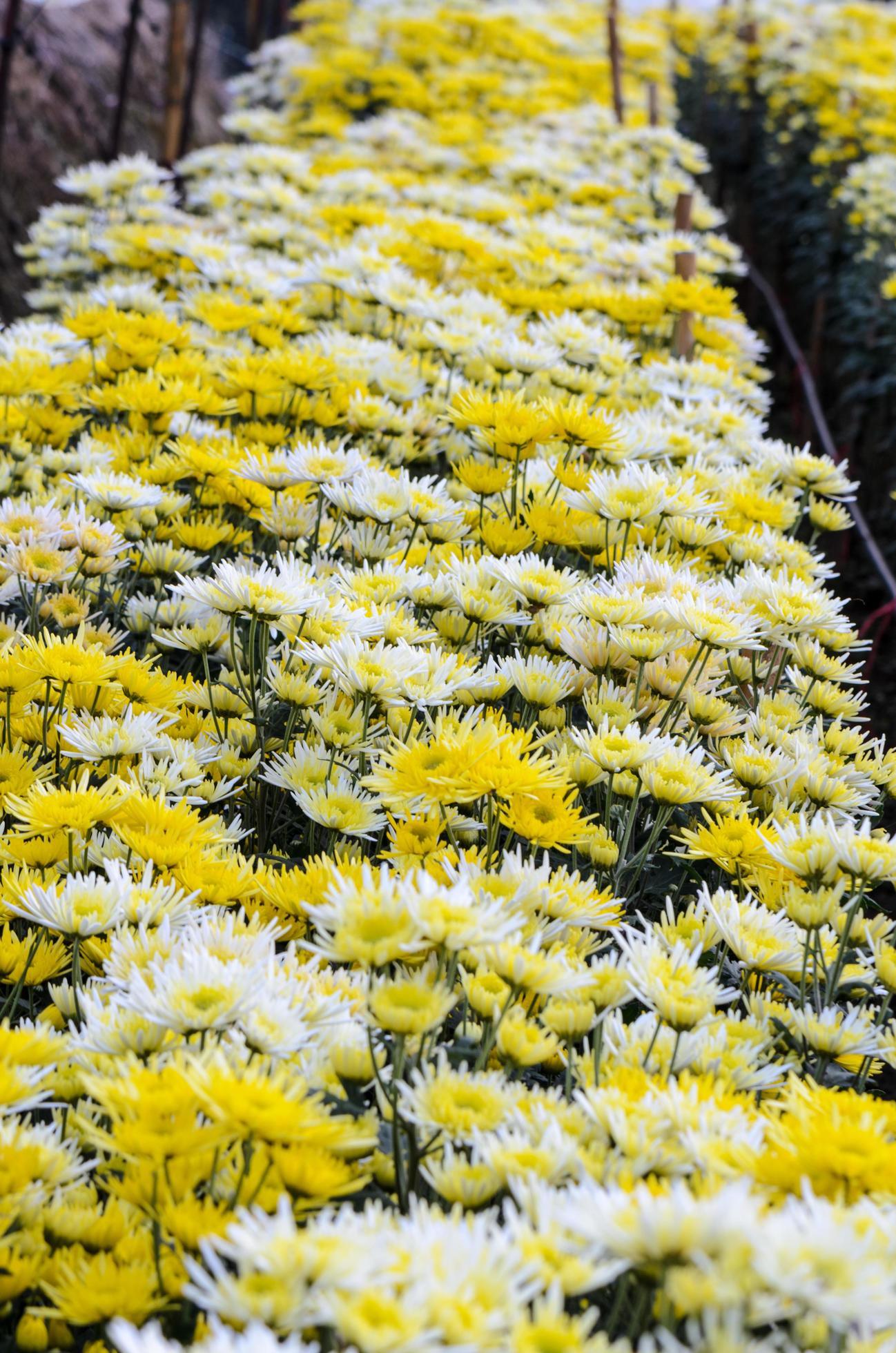 Chrysanthemum Morifolium flowers garden Stock Free