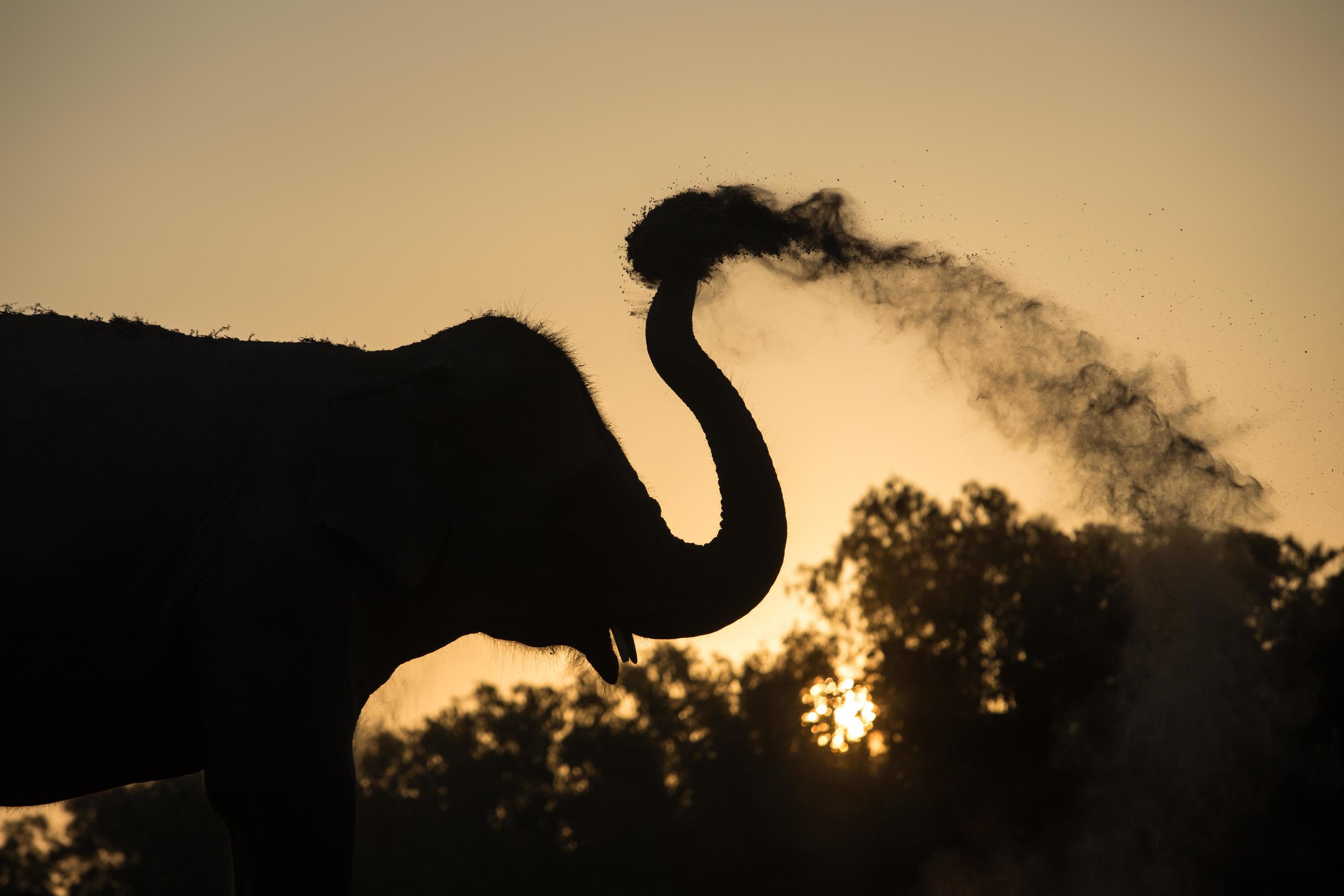 asia elephant in the forest at sunset Stock Free