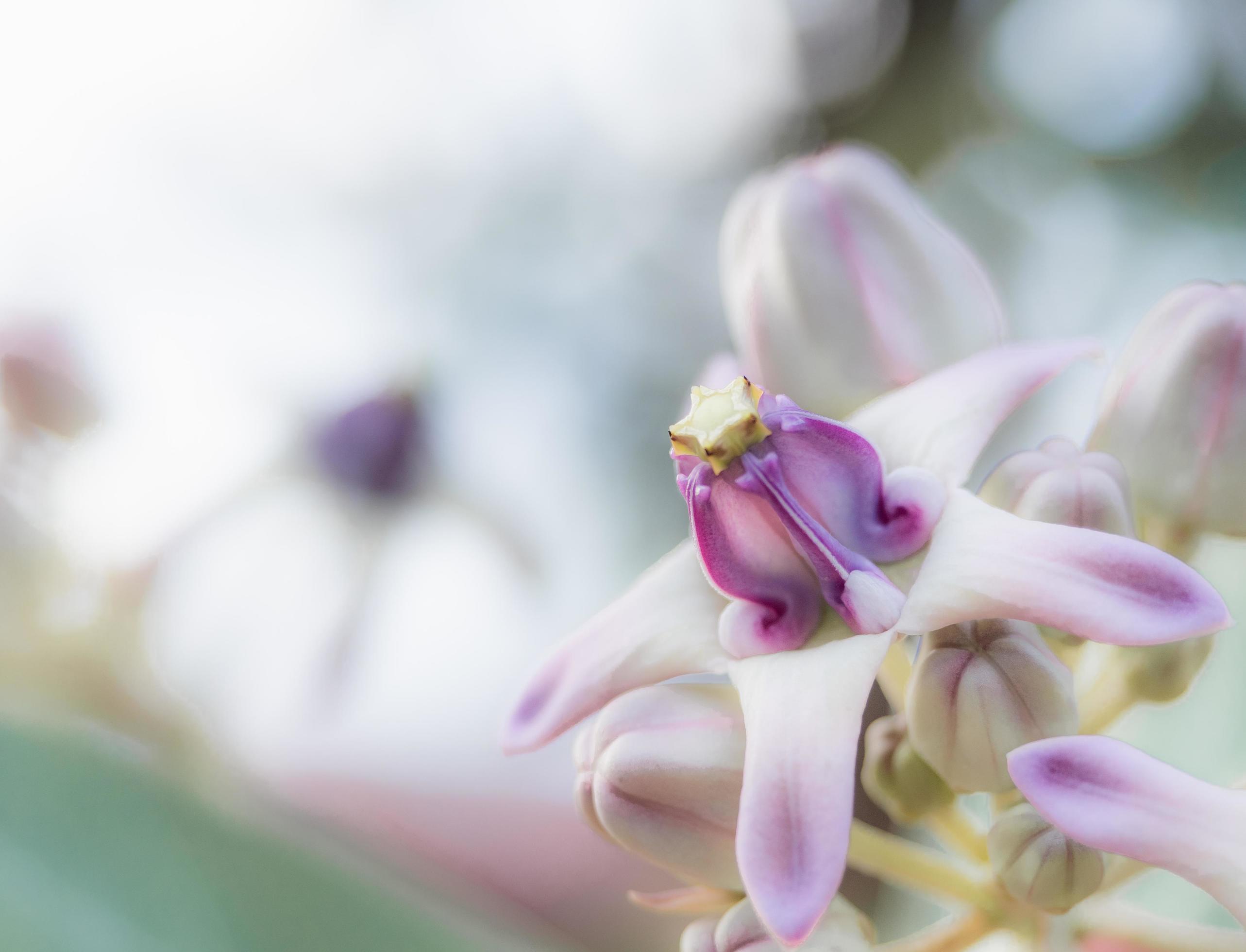 Closeup Beautiful Calotropis flower purple and pink color in floral and blur background with freshness sunlight, Tropical flower colorful Stock Free