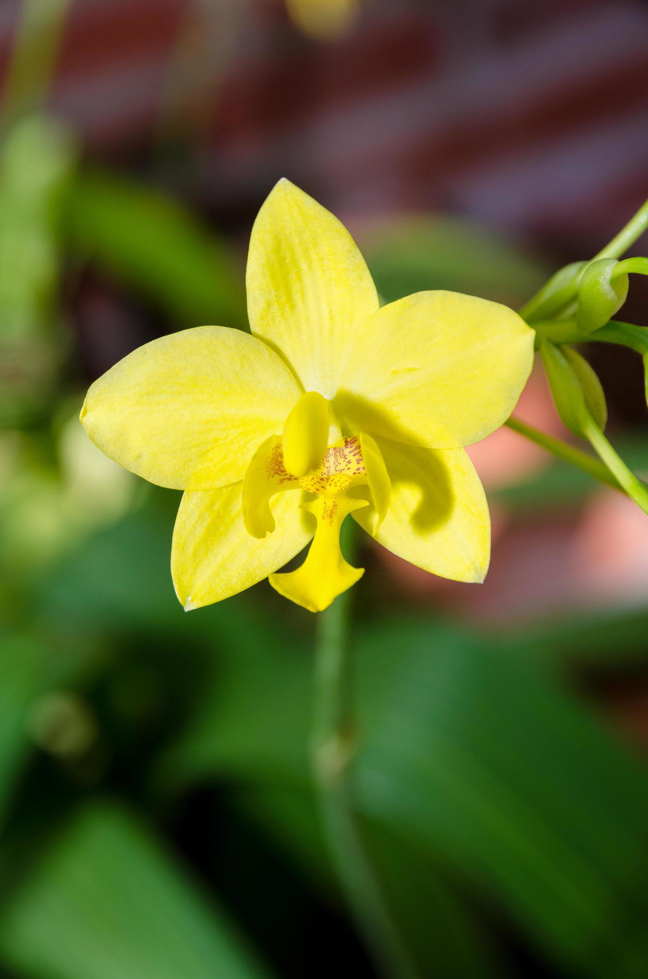 Ground Orchid flower Stock Free