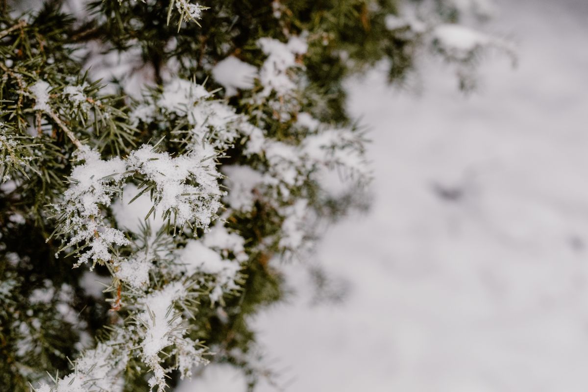 
									Branches covered with fresh snow Stock Free