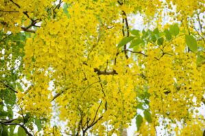 yellow-flowers-on-tree-of-purging-cassia-or-ratchaphruek-free-photo