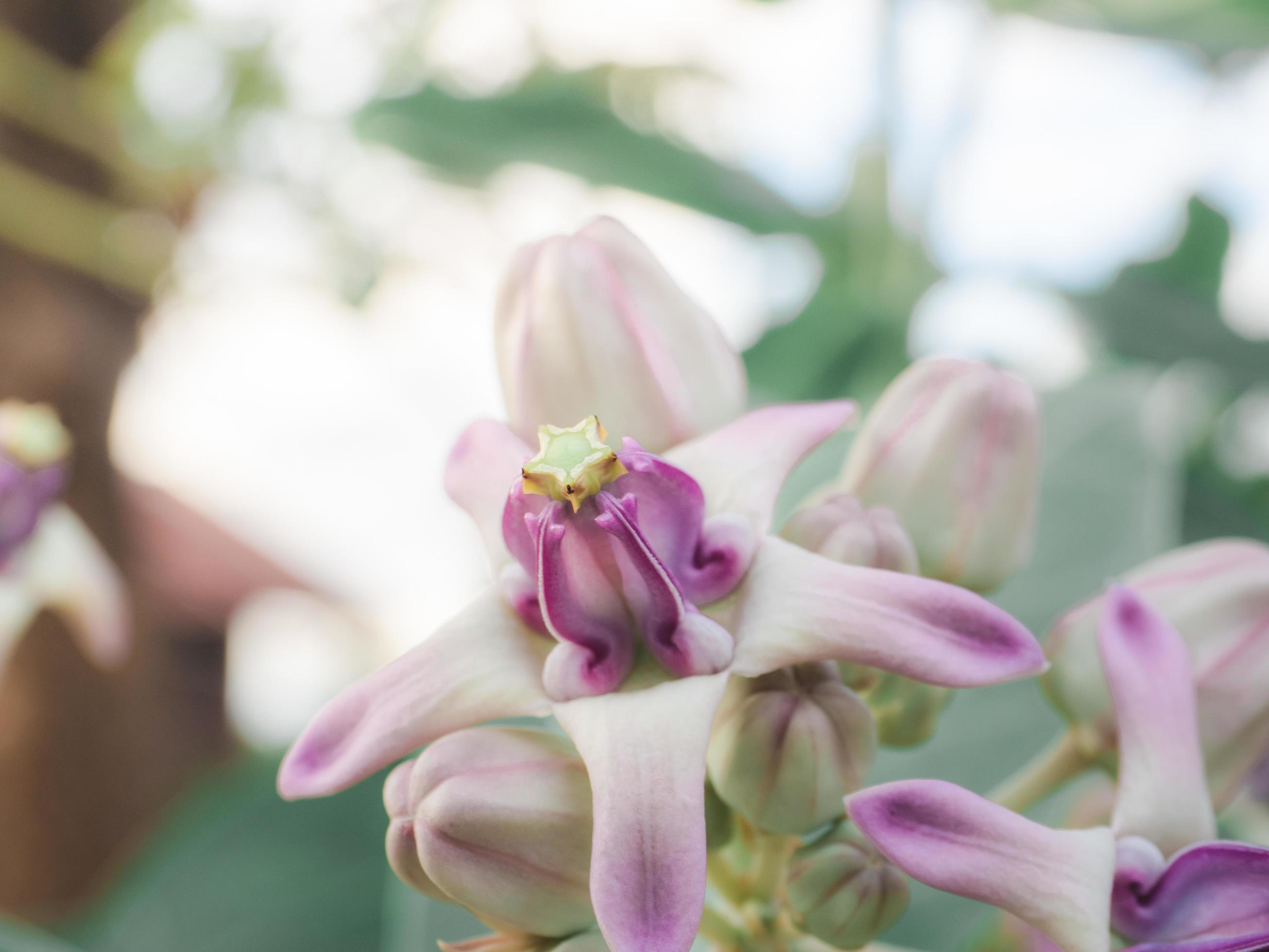 Beautiful flower purple color in nature and bokeh background with freshness sunshine,Calotropis flower colorful Stock Free