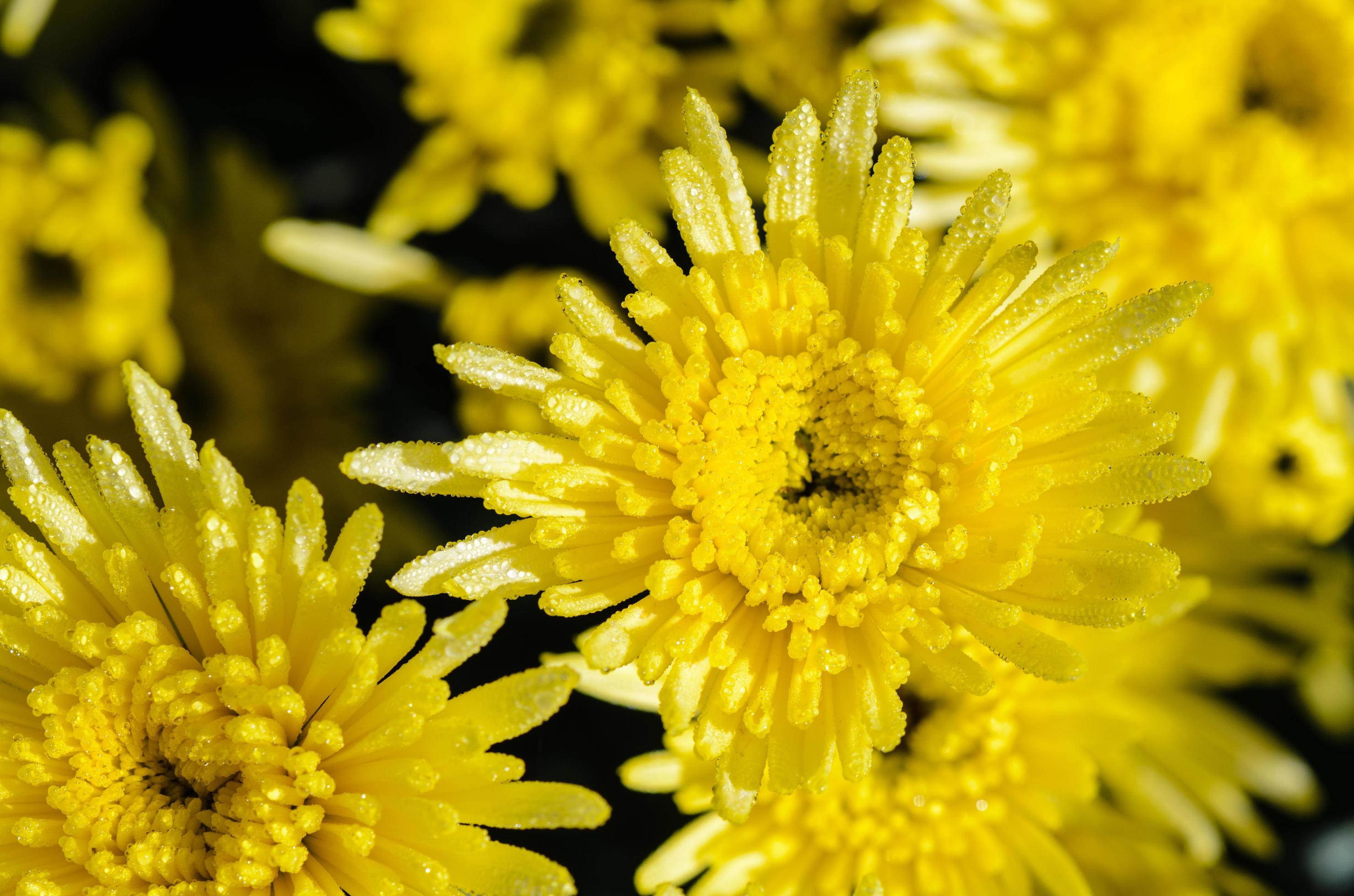 Close up yellow Chrysanthemum Morifolium flowers Stock Free