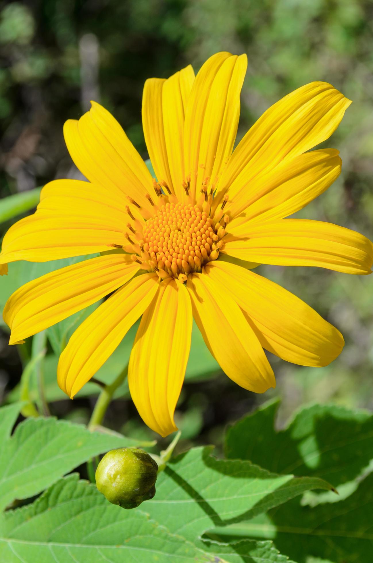 
									Mexican Sunflower Weed, Flowers are bright yellow Stock Free