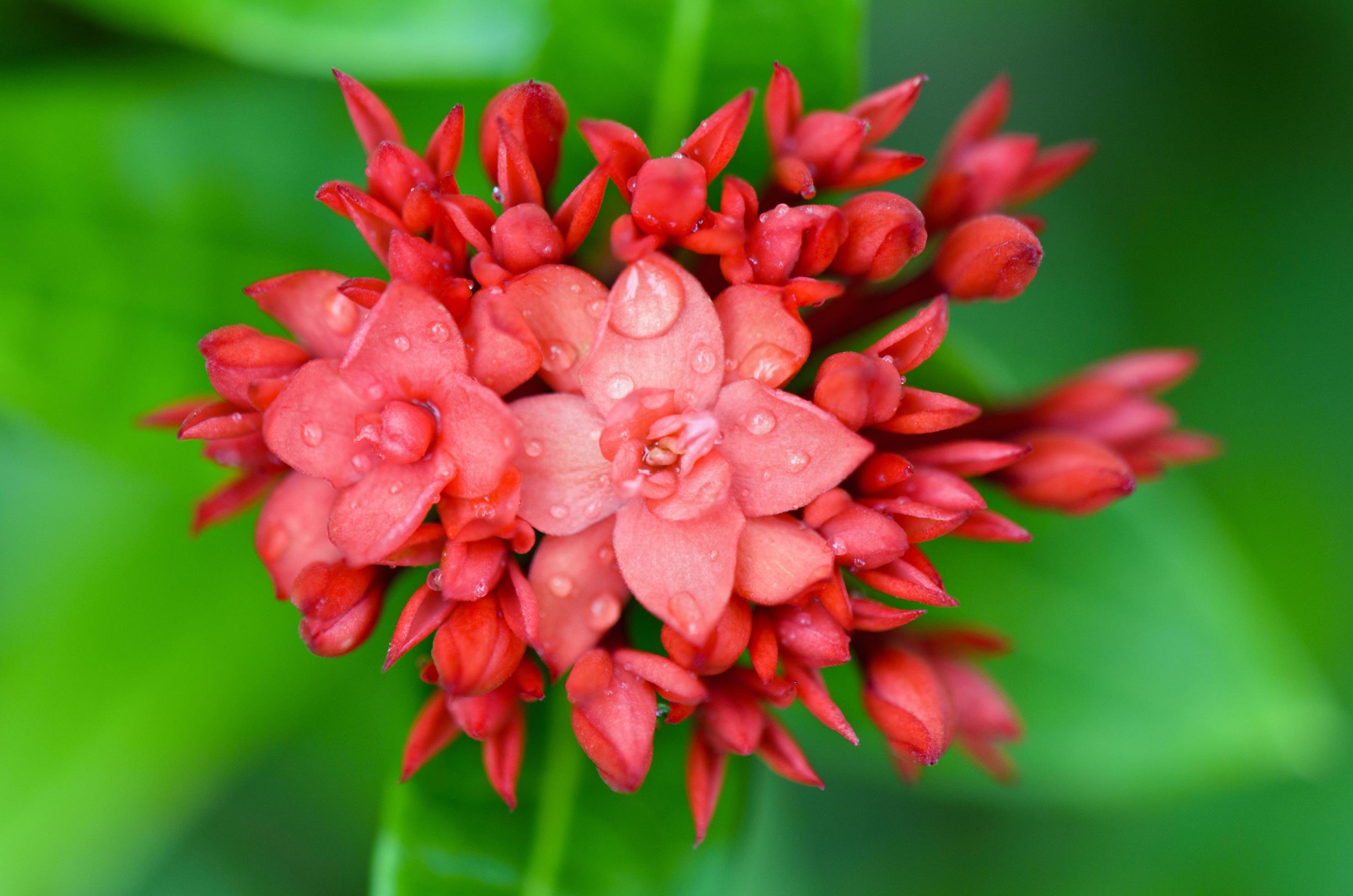 Red flower of West Indian Jasmine, Ixora chinensis Lamk Stock Free