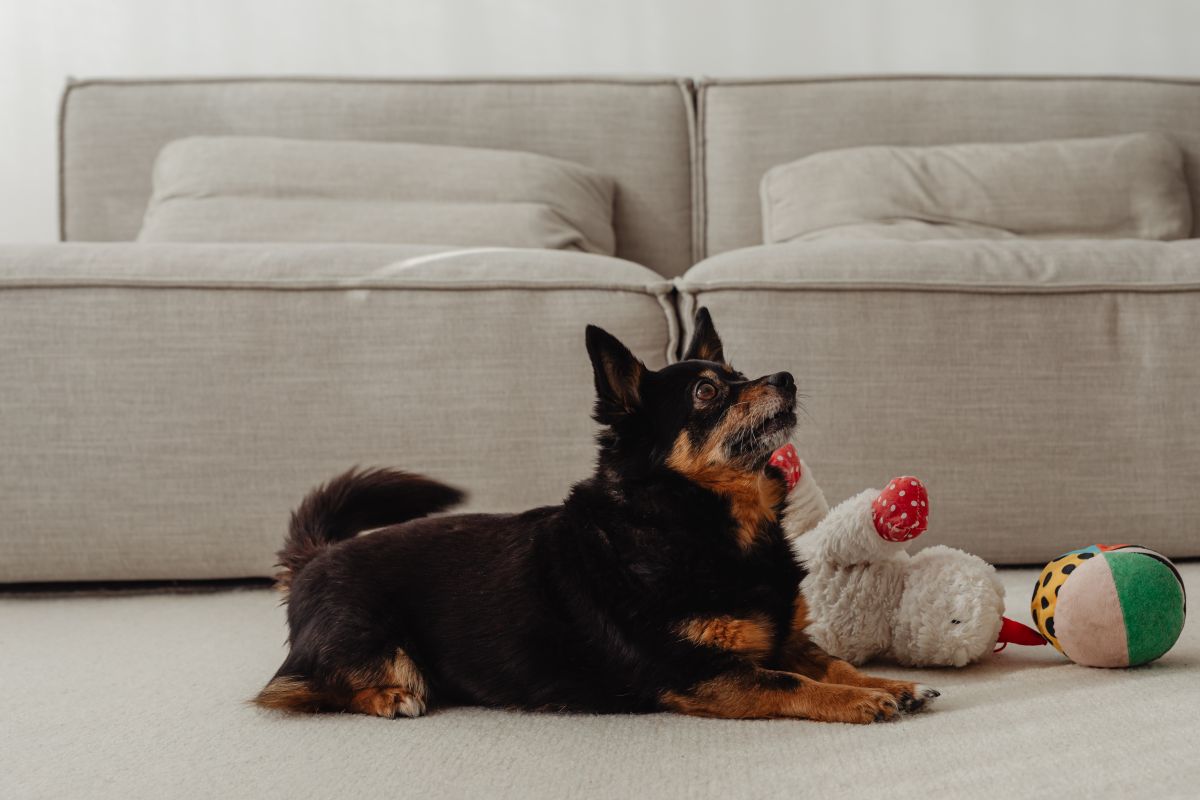 
									Two small dogs hang out in their home Stock Free