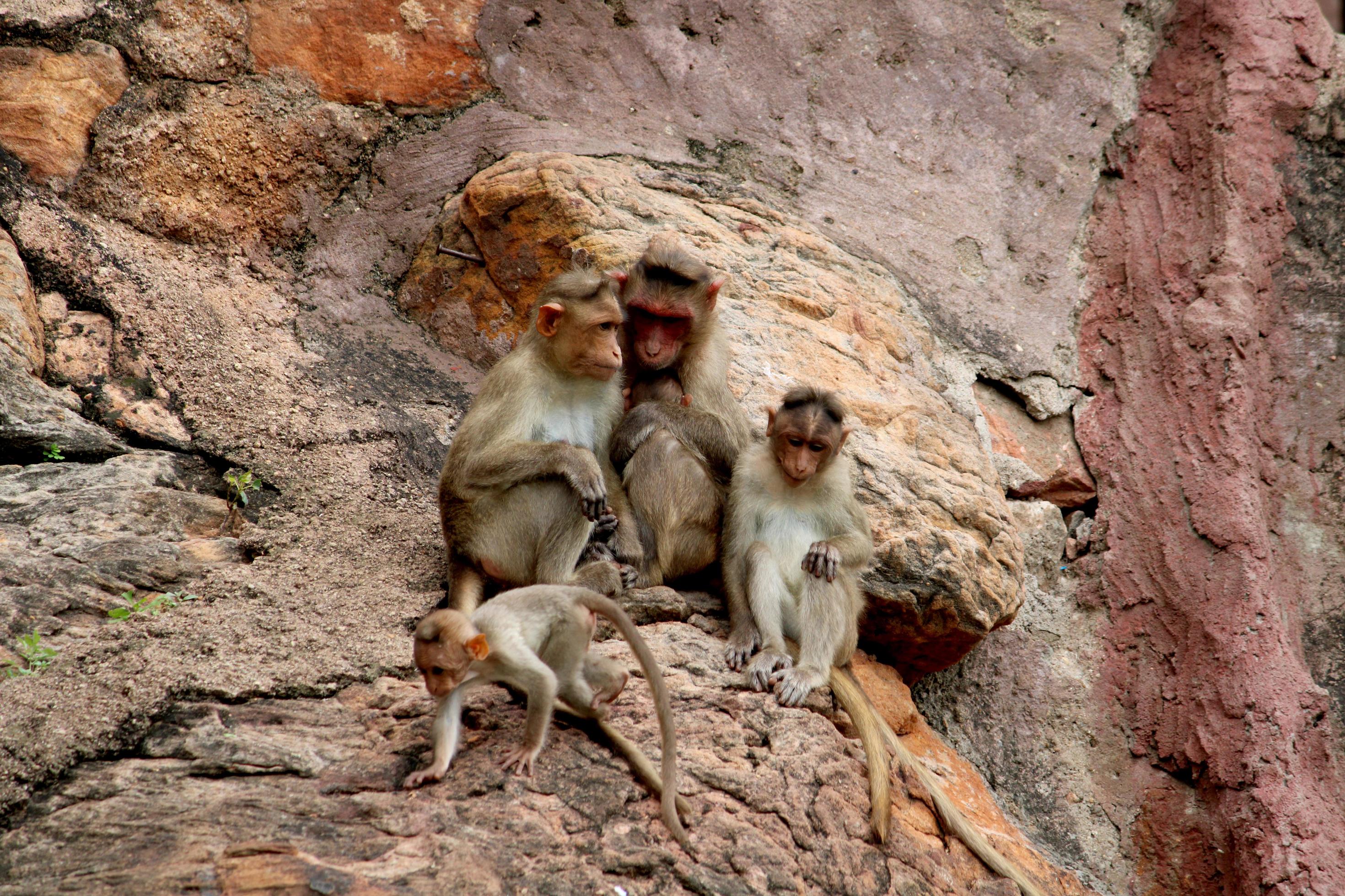 Bonnet Macaque Monkey with Family. Stock Free