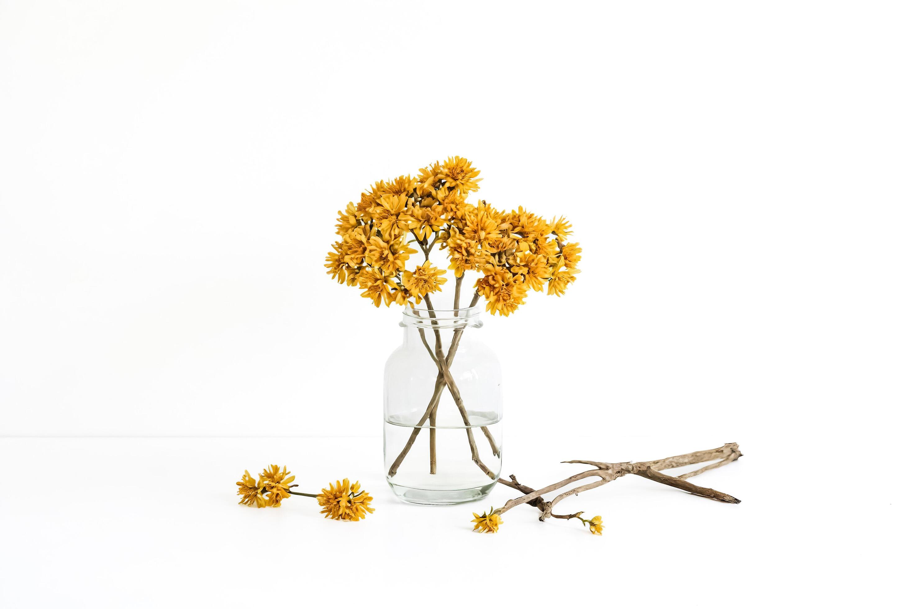 Yellow Flowers in a Glass Vase with Branch on White Background Stock Free