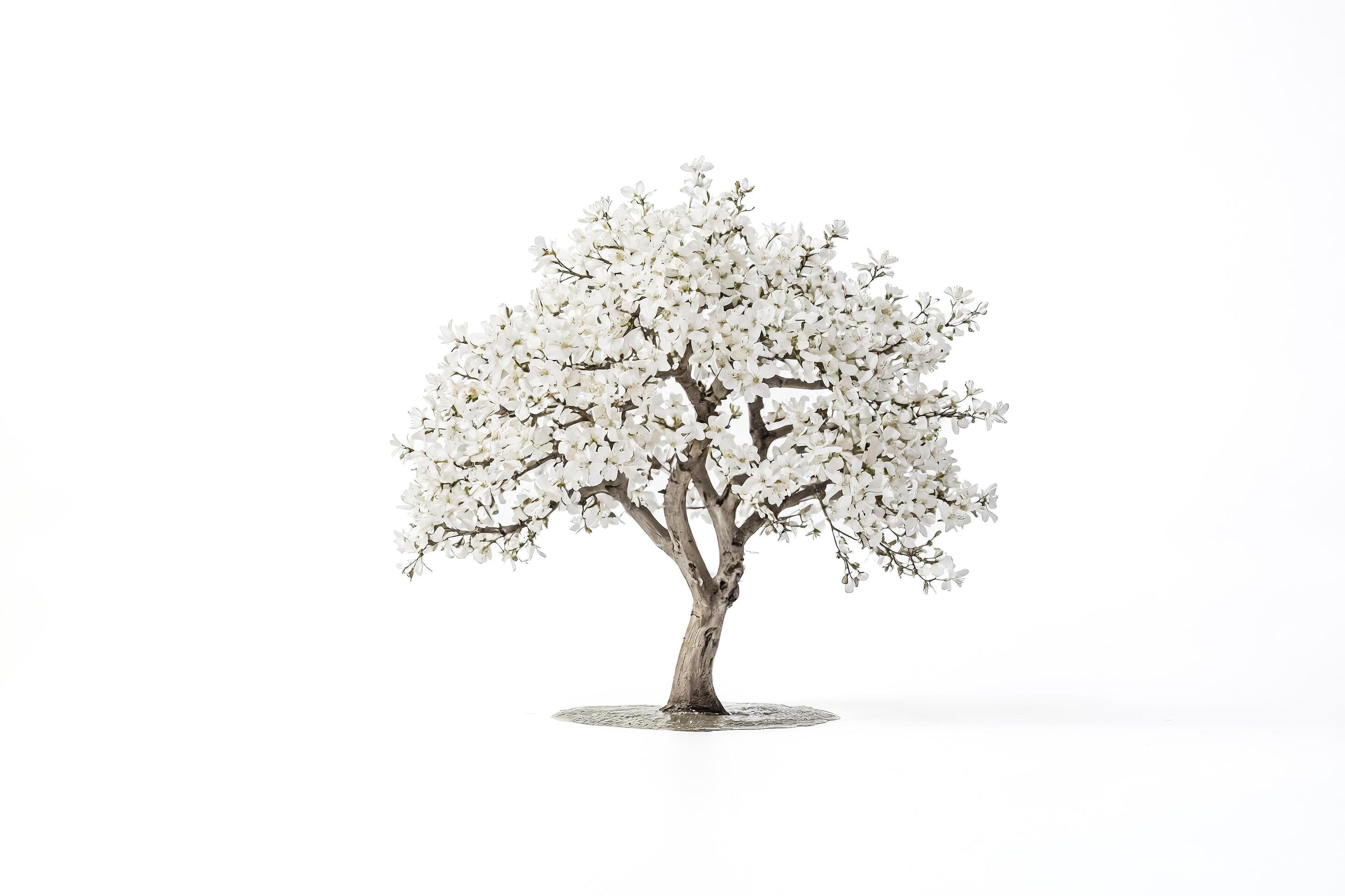 Blooming Tree on White Background Stock Free