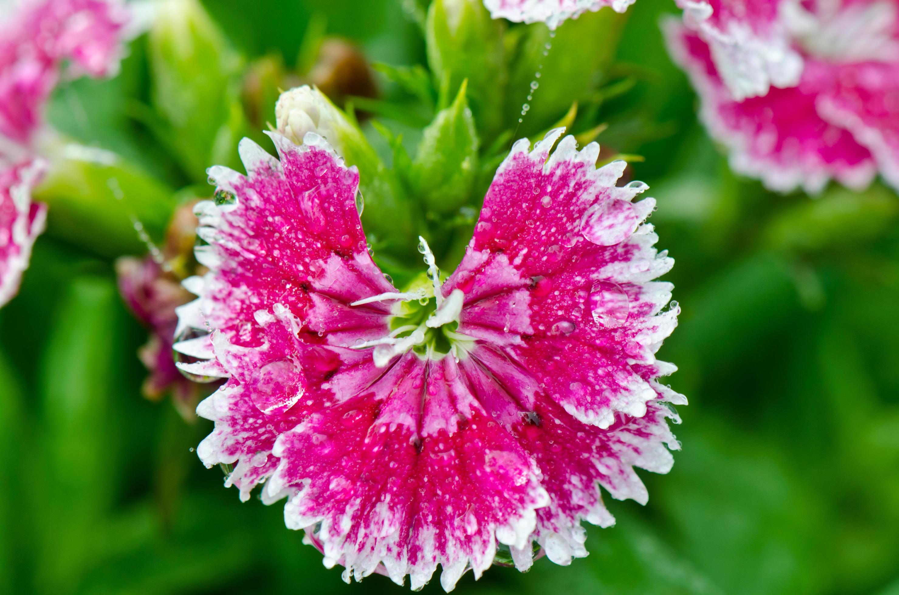 Pink Dianthus flowers filled with dew drops Stock Free