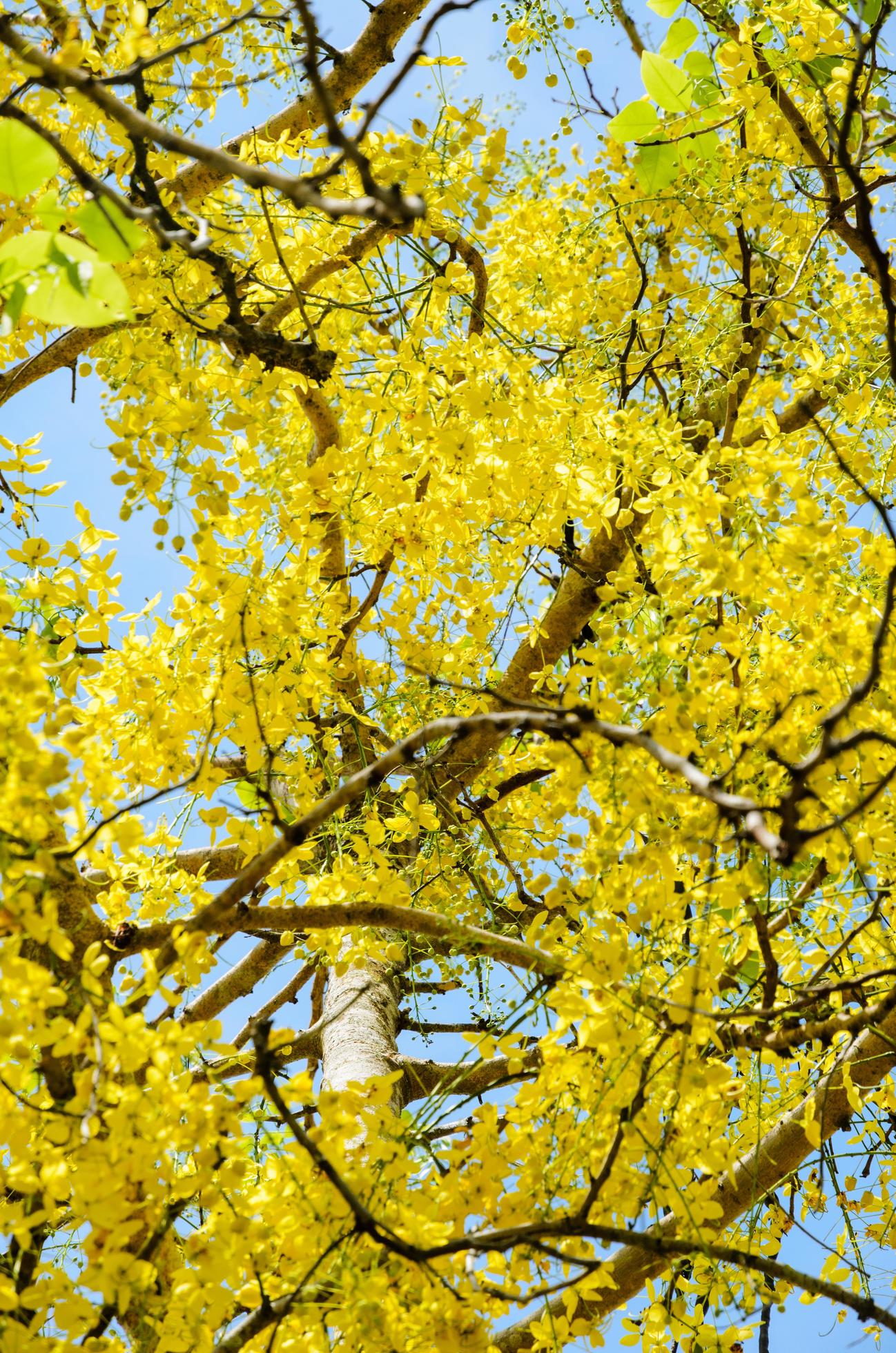 Yellow flowers on tree of Purging Cassia or Ratchaphruek Stock Free