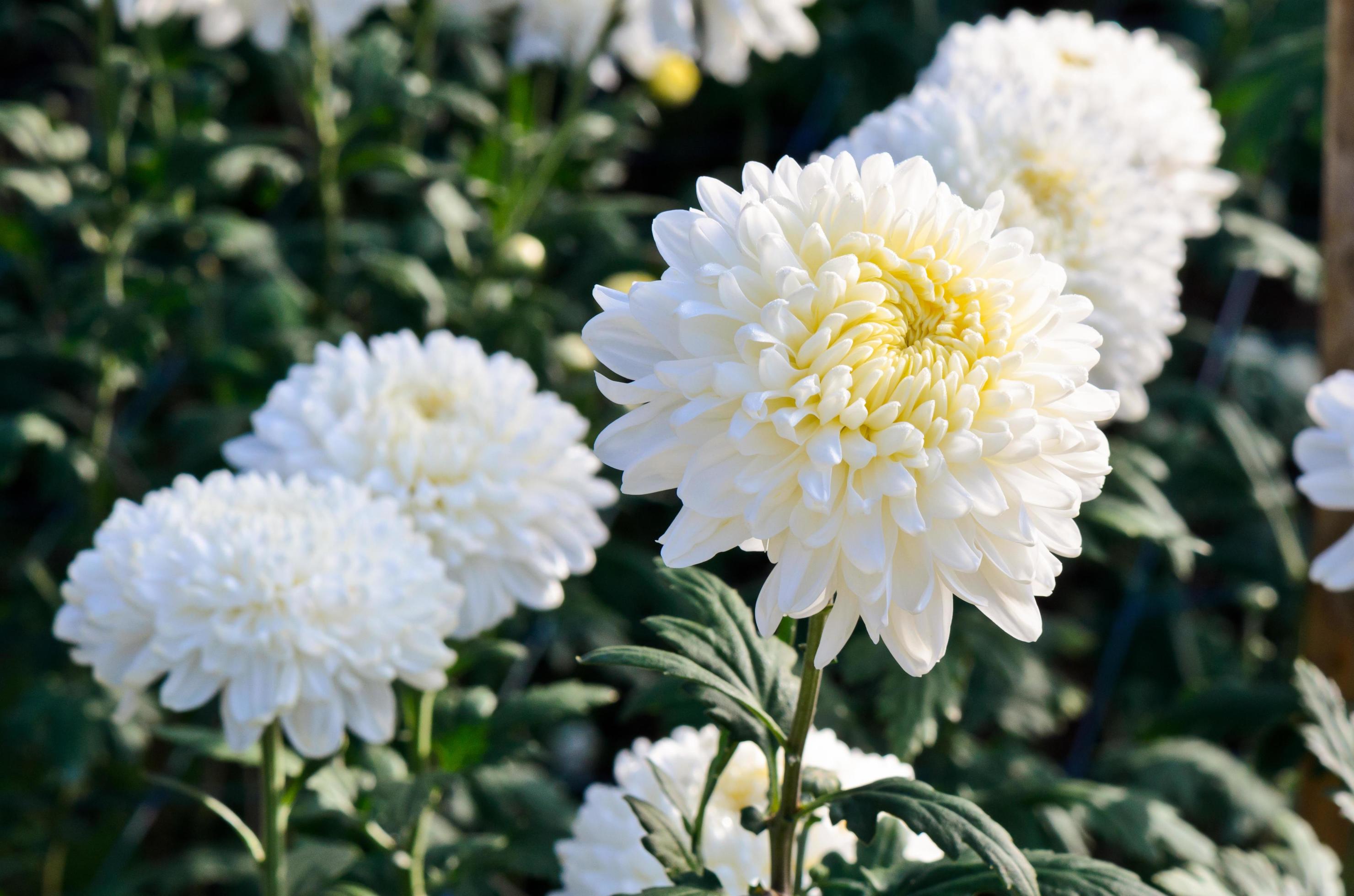 White Chrysanthemum Morifolium flowers in garden Stock Free