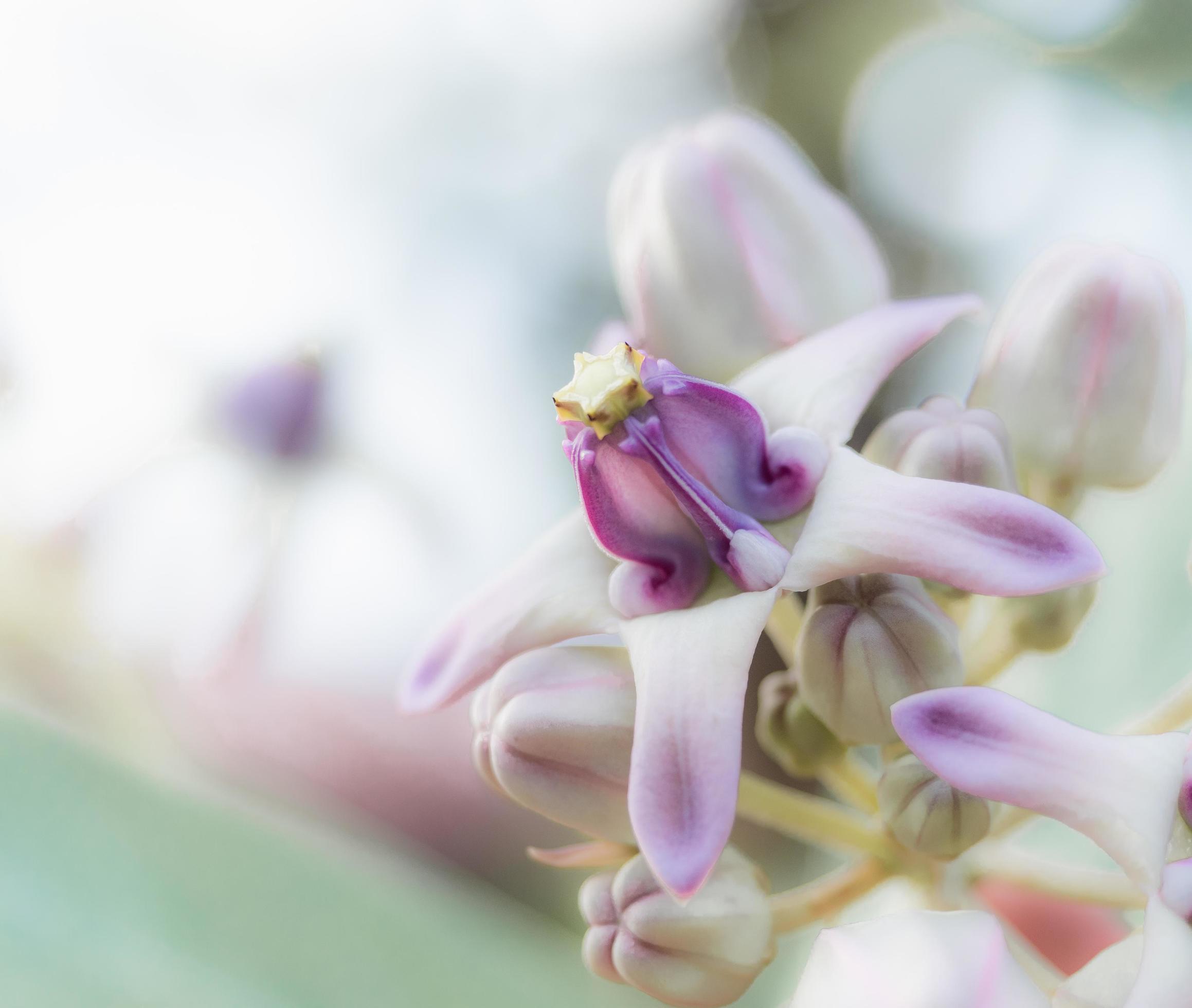 
									Closeup fresh Calotropis purple and pink color in nature with bright sunlight,Crown flower pink and purple color Stock Free